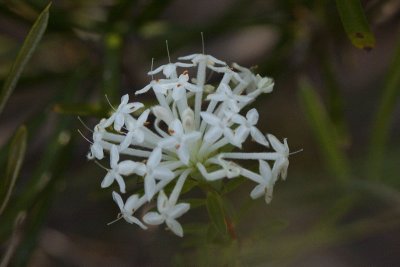 Rice Flower