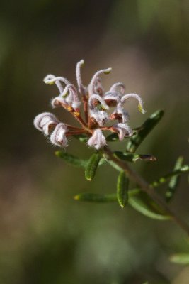 Grevillea in the Australian Bush