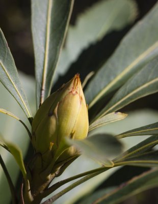 Waratah in Bud