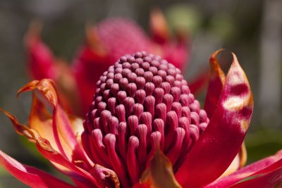 Another Waratah