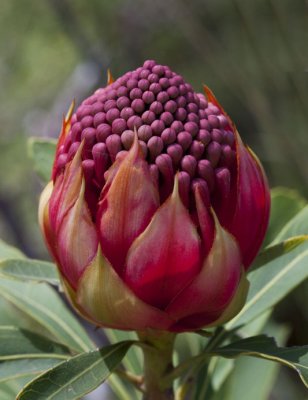 Waratah Unfolding