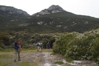 Mt Strzelecki Track