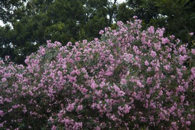 Oleanders