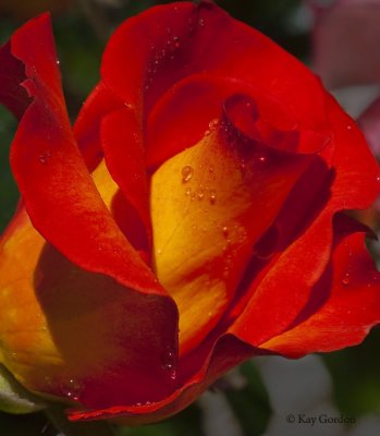 Rose from the Garden