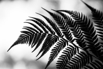 Fern- a Different Viewpoint