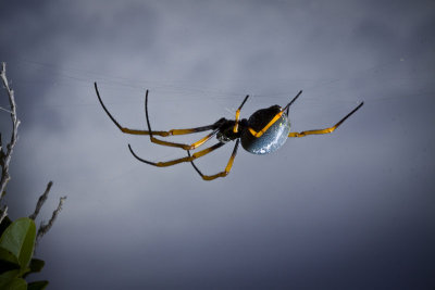 Female Golden-orb Weaver Spider