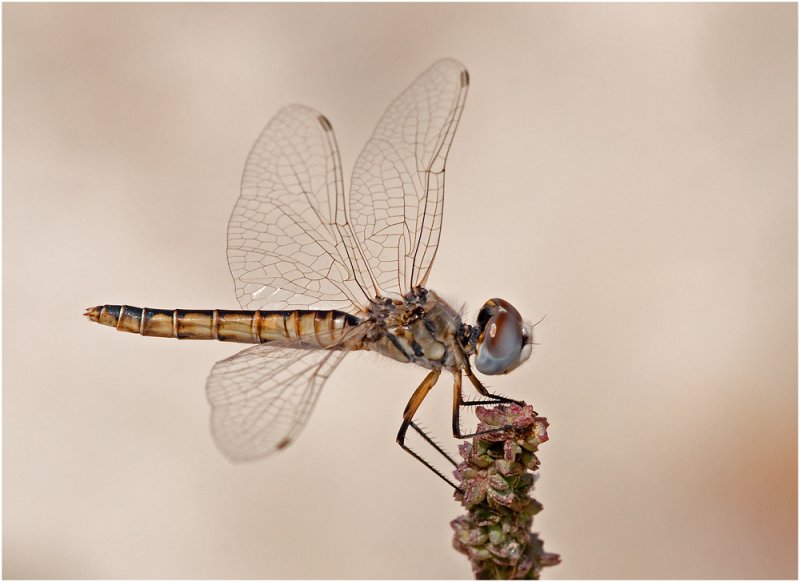 Black Pennant (female)