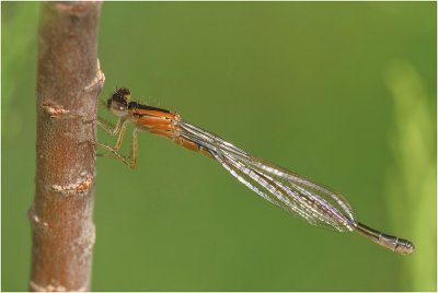 Iberian Bluetail  (female)
