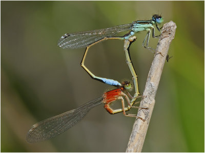 Iberian Bluetail pair mating