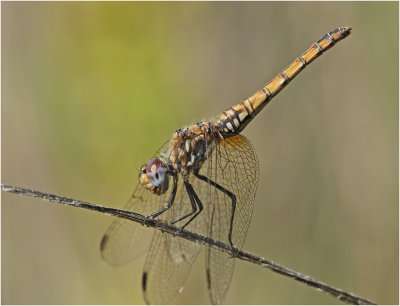 Violet Dropwing (female)