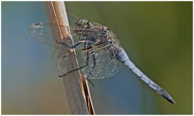 Black Tailed Skimmer  (male)