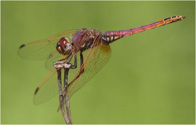 Violet Dropwing  (young adult male)