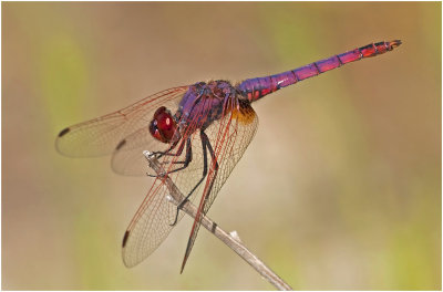 Violet Dropwing  (adult male)