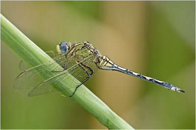 Long Skimmer (female)