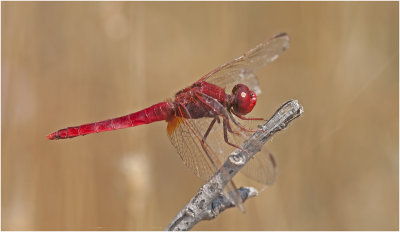 Scarlet Darter  (male)