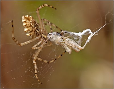 Spider with small grasshopper