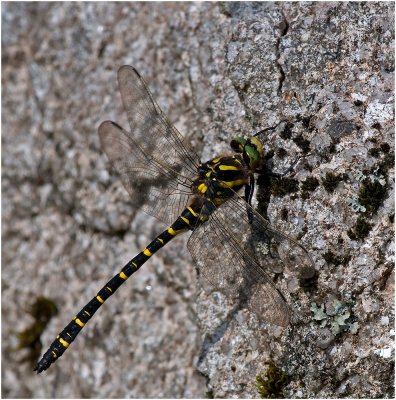 Common Goldenring (male)