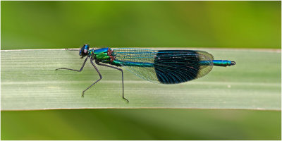 Banded Demoiselle (male)