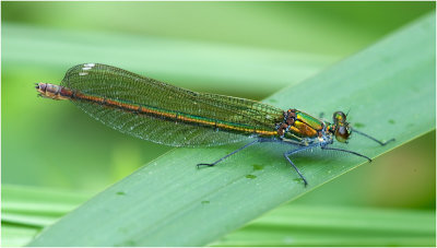 Banded Demoiselle (female)