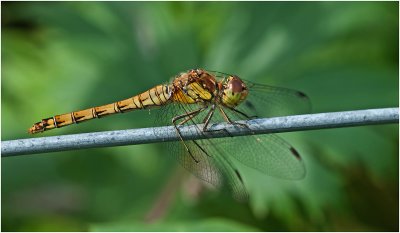 Common Darter (female)