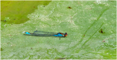 Small Red - eyed Damselfly (male)
