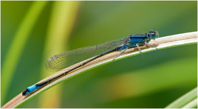 Common Bluetail (female)