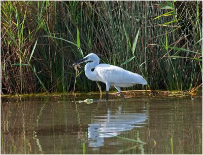 Little Egret