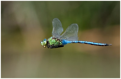 Blue Emperor  in flight (male)