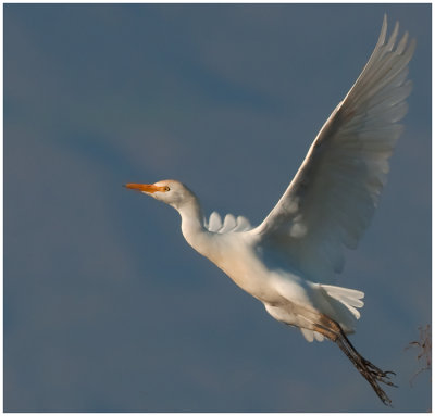 Cattle Egret