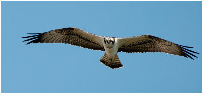 OSPREY