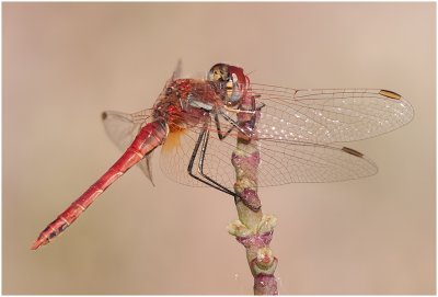 Red Veined Darter (male)