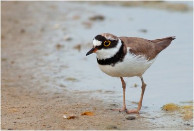 Little Ringed Plover