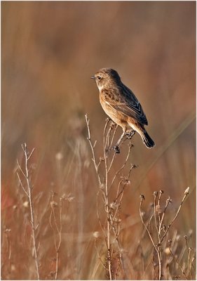 female