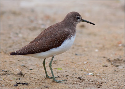 Green Sandpiper