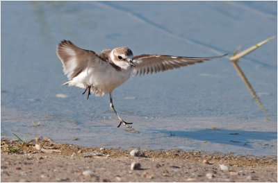 Kentish Plover