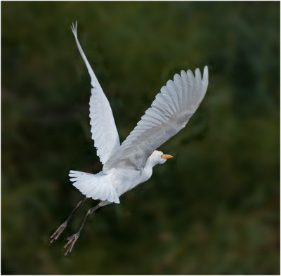 Cattle Egret