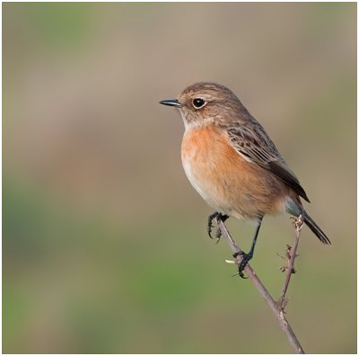 female