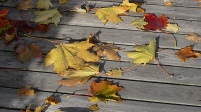 autumn leafs