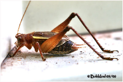 Restless Bush Cricket-Male