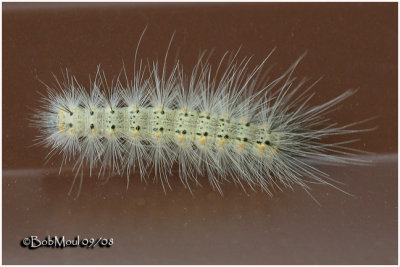 Fall Webworm Moth Caterpillar Hyphantria cunea #8140