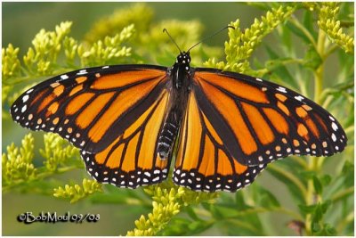 Monarch-FemaleDanaus plexippus