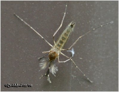 Inland Floodwater Mosquito -Male