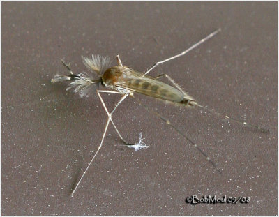 Inland Floodwater Mosquito-Male