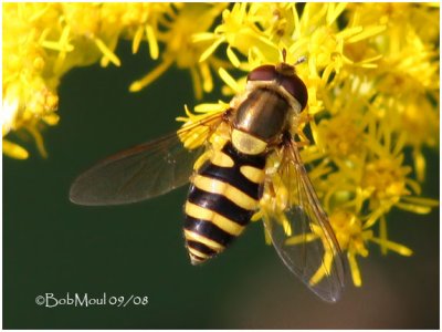 Syrphid Fly-Female