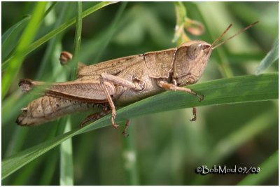 Short-winged Grasshopper-Brown Female