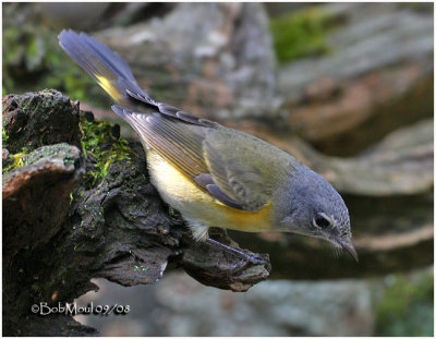 American Redstart-Female