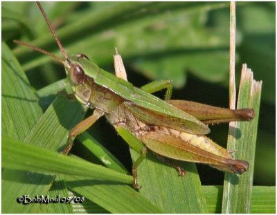Short-winged Green Grasshopper-Male
