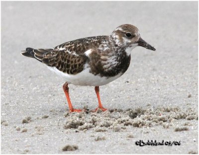 Ruddy Turnstone-Juvenile