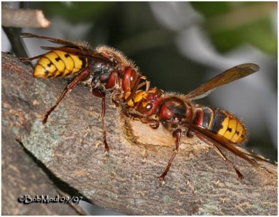 European Giant Hornet