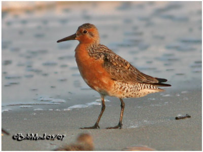 Red Knot-Breeding Plumage